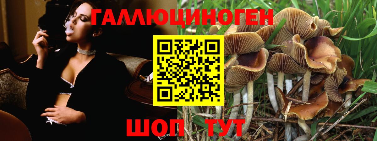 Псилоцибиновые грибы Psilocybe Заречный